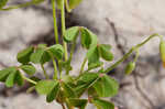 Creeping woodsorrel